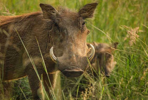 Kronologis Lengkap Manusia Dimakan Babi Hutan, Bagian Tubuh Ini Sampai Dicabik
