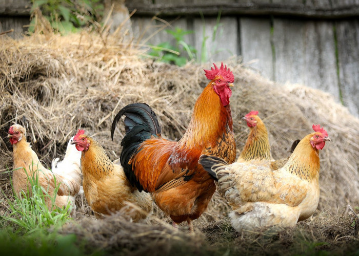 Ayam Bangkok Ai Jae asli Thailand ini harganya sampai miliaran rupiah