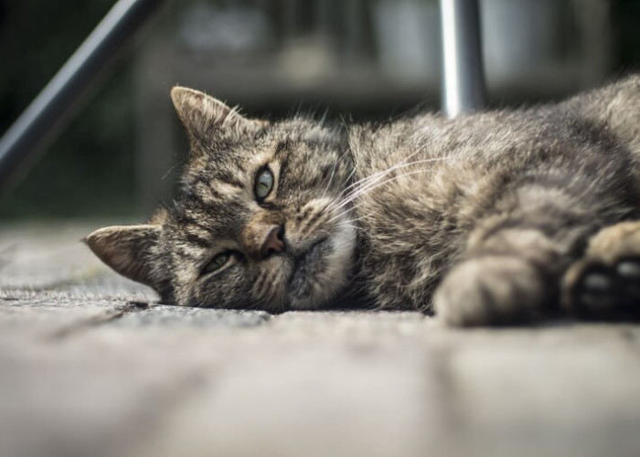 Apakah Kucing Bisa Sedih? Ini 6 Tanda Kucing Sedang Depresi
