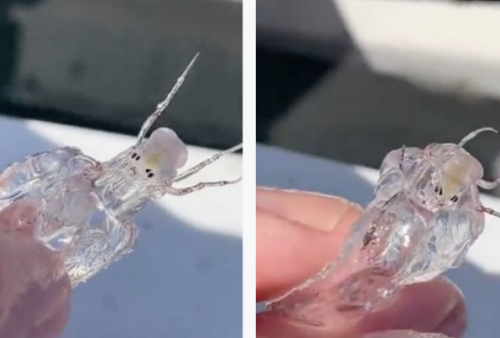 Mahkluk Aneh Mirip Alien Gegerkan Nelayan, Tubuhnya Transparan dan Bercakar Besar