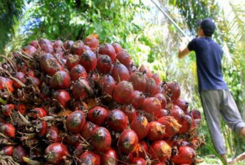 Kasihan Petani, Harga Sawit Kian Anjlok