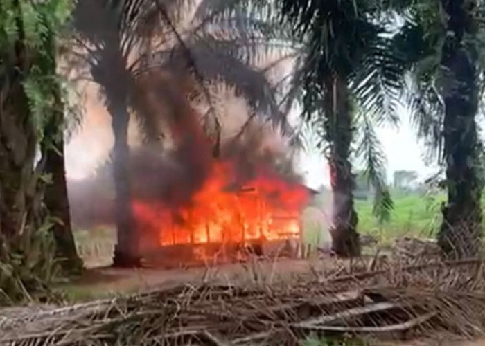 Polres Lamteng Bakar Gubuk Tempat Pesta Narkoba Sekaligus Amankan 3 Tersangka