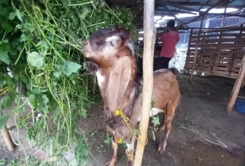 SEPI PEMBELI