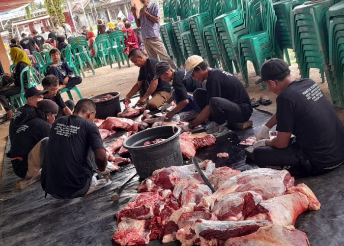 Usai Shalat Idul Adha, Sapi Kurban Presiden Jokowi Disembelih, Warga Antusias