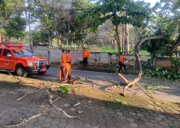 Diterpa Angin Kencang, Pohon Akasia Berdiameter 60 Cm Tumbang Seketika