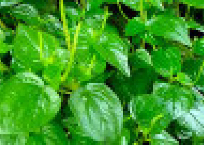 Don't Throw It! This Plant is Beneficial for Health