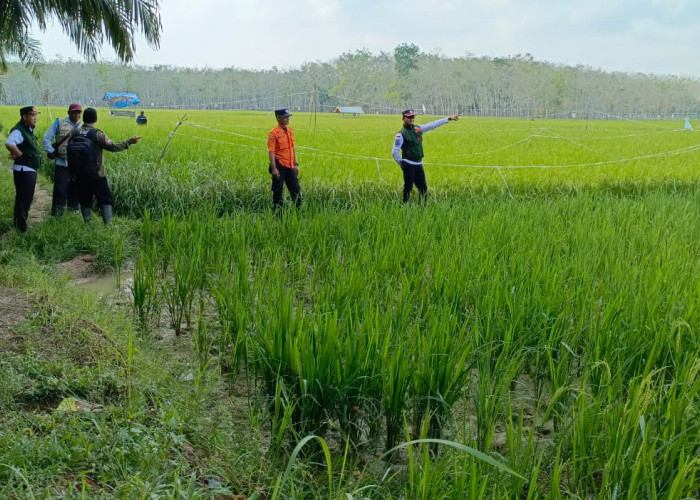 BPBD Tinjau Persawahan yang Berpotensi Alami Kekeringan