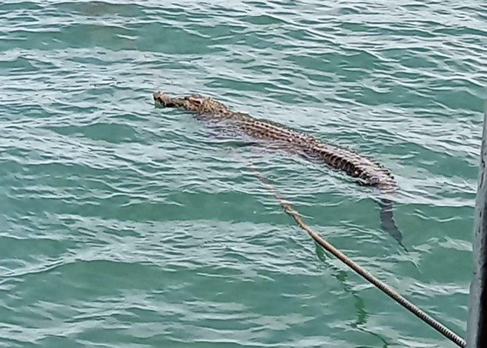 Viral Buaya Kembali Berkeliaran di Pesisir Pantai Bandar Lampung, Begini Penjelasan BKSDA