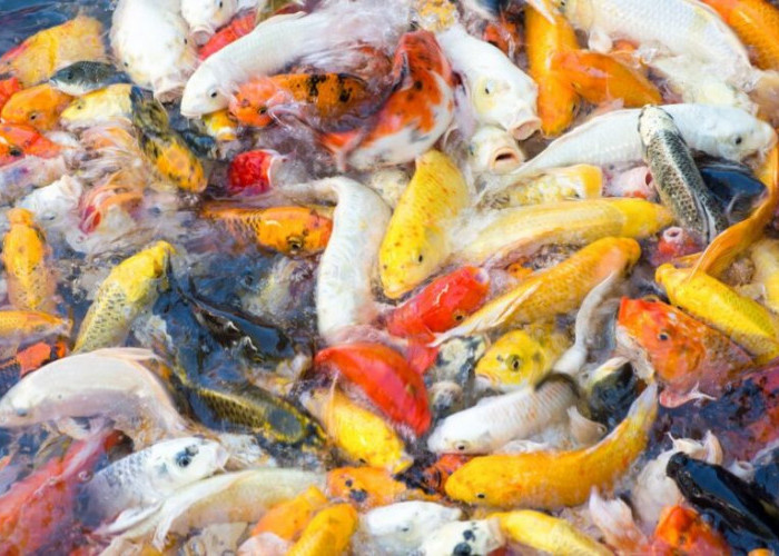Jangan Salah Pilih! Ini 5 Hal yang Perlu Diperhatikan saat Membeli Ikan Koi