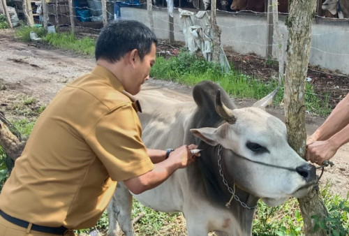 Dinas Perkebunan dan Peternakan Lampung Barat 'Buru' Ratusan Ekor Sapi