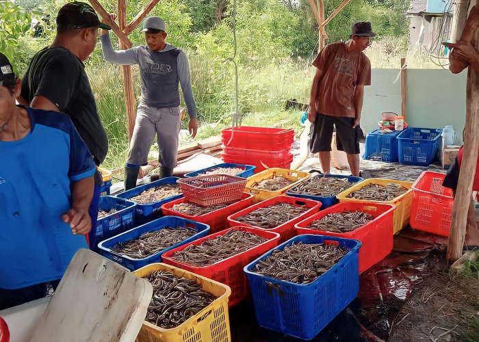 Daftar 7 Provinsi Penghasil Udang Terbesar di Indonesia, Adakah Lampung Salah Satunya?