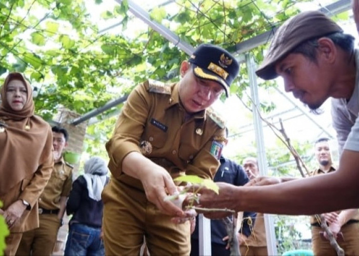 Pemkab Pringsewu Dukung Pengembangan Budidaya Anggur