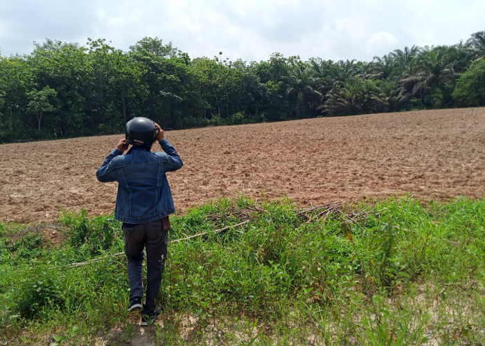 Masuk Musim Tanam Petani di Mesuji Kesulitan Cari Bibit Singkong di Musim Tanam