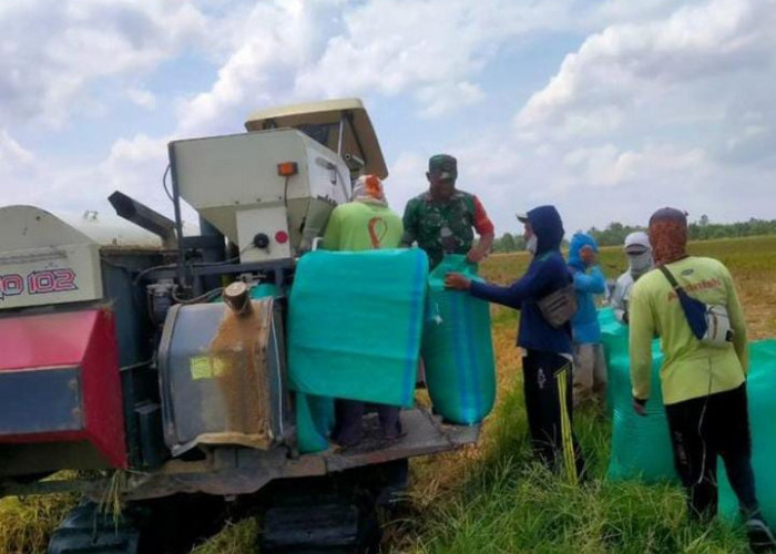 Petani Diimbau Percepat Tanam Padi Guna Kejar Musim Gadu