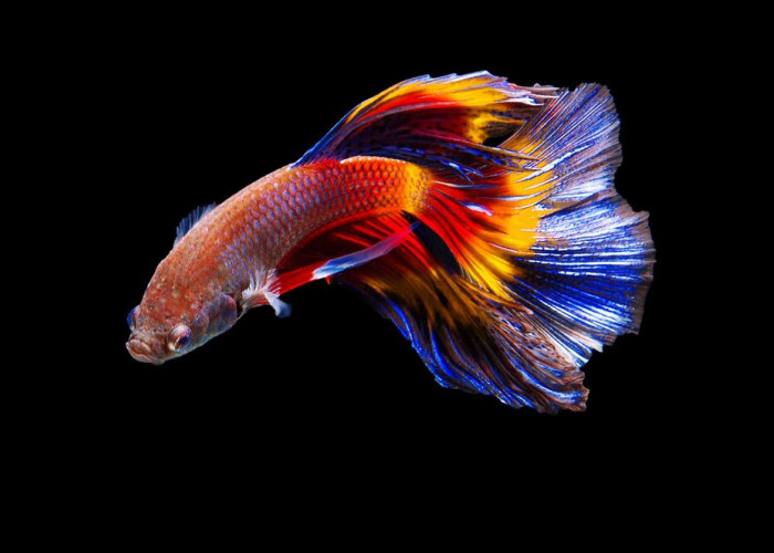 Jangan Anggap Sepele! Ini 5 Masalah Fatal Dalam Merawat Ikan Cupang 