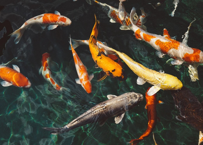 Ikan Koi Jadi Lebih Sehat dan Cerah Hanya Dengan Sawi 