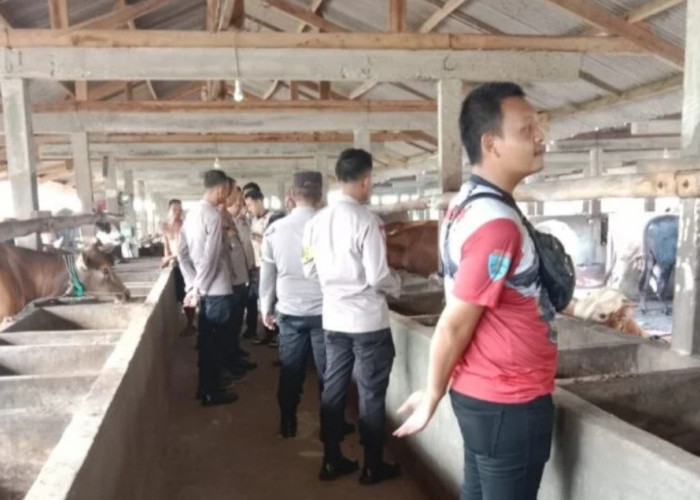 Jelang Idul Adha 2024, Pemkab Tulang Bawang Cek Kesehatan Hewan Ternak, Begini Hasilnya