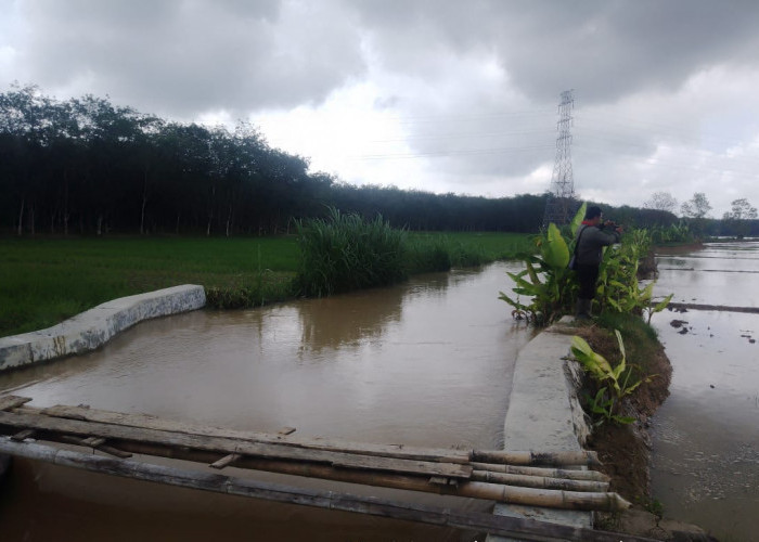40 Hektar Lahan Sawah di Mesuji Terancam Gagal Panen 