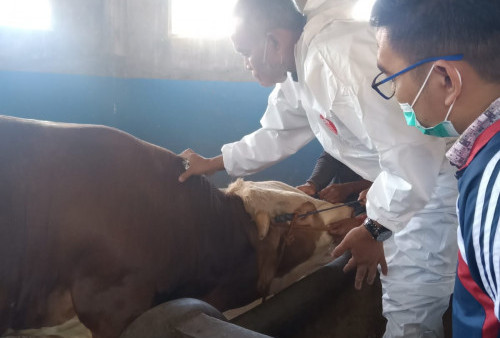 Catat, Besok Disbunnak Tanggamus Kembali Vaksin Hewan Ternak ke Wilayah Ini