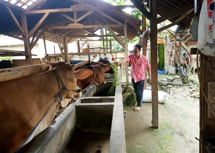 Manajemen Pemeliharaan Sapi Krui