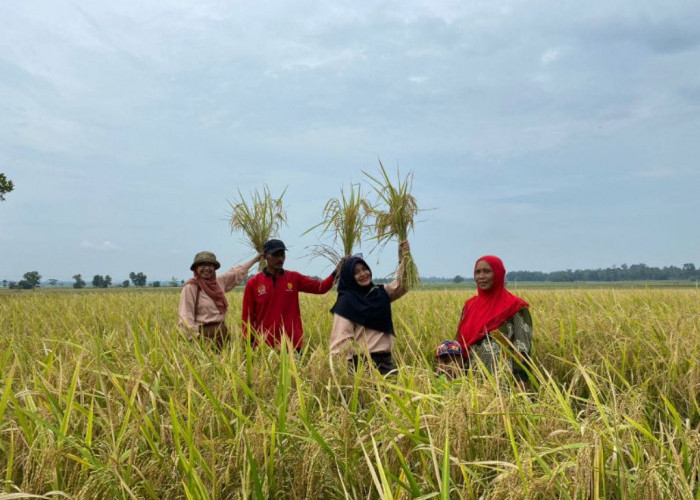 Hasil Penelitian Polinela, Petani di Candipuro Lamsel Panen Padi Organik