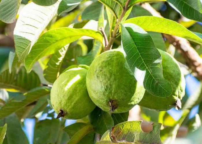 4 Daun Mujarab yang Berkhasiat Hilangkan Jerawat Bikin Wajah Glowing Mulus