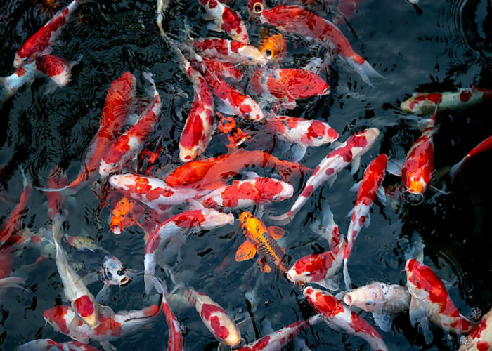 Apakah Ikan Koi Bisa Dimakan? Waspada Bahaya yang Tersembunyi 