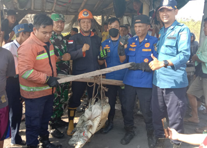 Warga Sukaraja Heboh, Seekor Buaya Muara Tersangkut Jala Nelayan