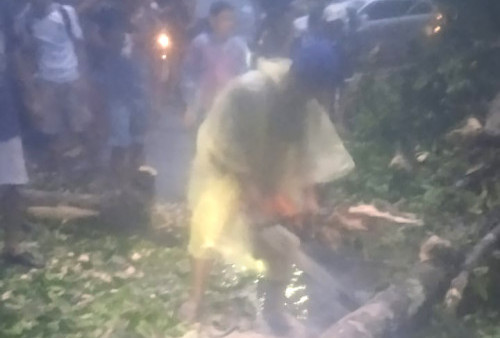 Pohon Tumbang Tutup Jalur Liwa-Krui, Ini Kondisi Terkini 