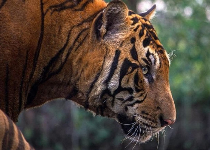 Gagal Mangsa Kambing di Sedayu, Harimau Pindah Sukaraja 