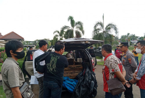 Lagi, Penyelundupan Ilegal Loging Sonokeling di Gagalkan