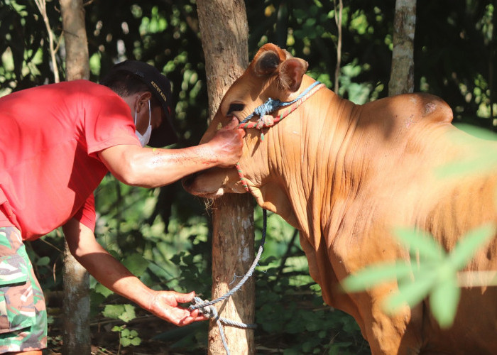 Sapi Kurban dari Presiden Jokowi Akan Disembelih di Desa Sri Tanjung