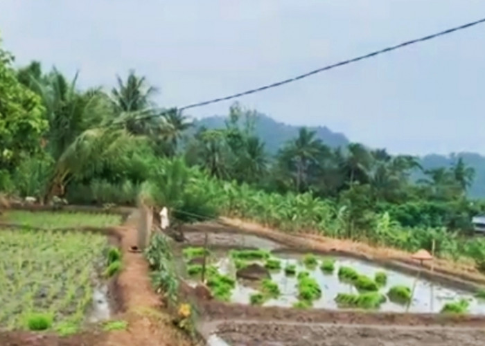 5 Homestay Murah Sekitar Perbukitan Hijau hingga Batu Betapa Di Desa Batu Raja Pesawaran Lampung