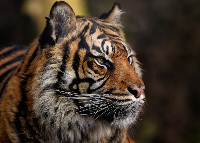  9 Pekon di Tanggamus Lampung Siaga Harimau, Masyarakat Diminta Tidak Beraktivitas di Jam Ini 