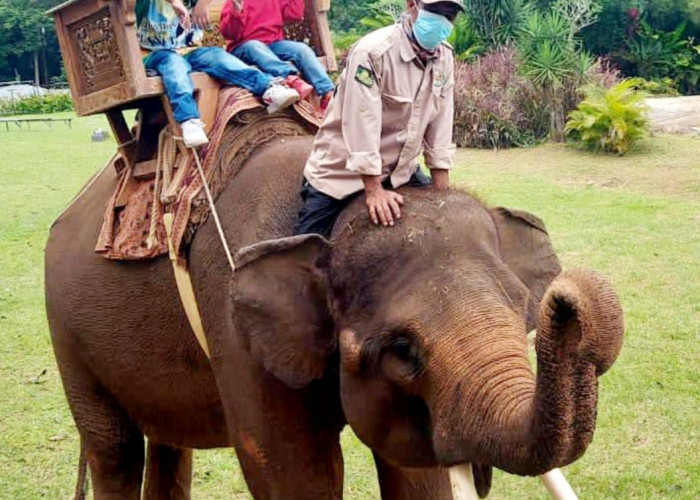 6 Taman Satwa di Indonesia Cocok untuk Edukasi Anak, No. 3 di Lampung Jaraknya 127,8 KM Lewat Tol Bakauheni 