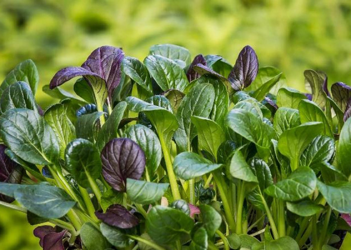 Jangan Malas Makan Sayur, Ini Segudang Manfaat Daun Bayam