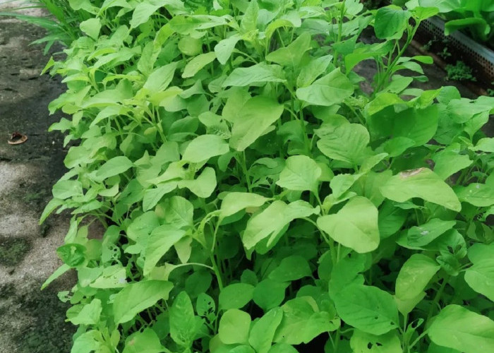 5 Tanaman Sayur yang Menguntungkan untuk Petani Pemula