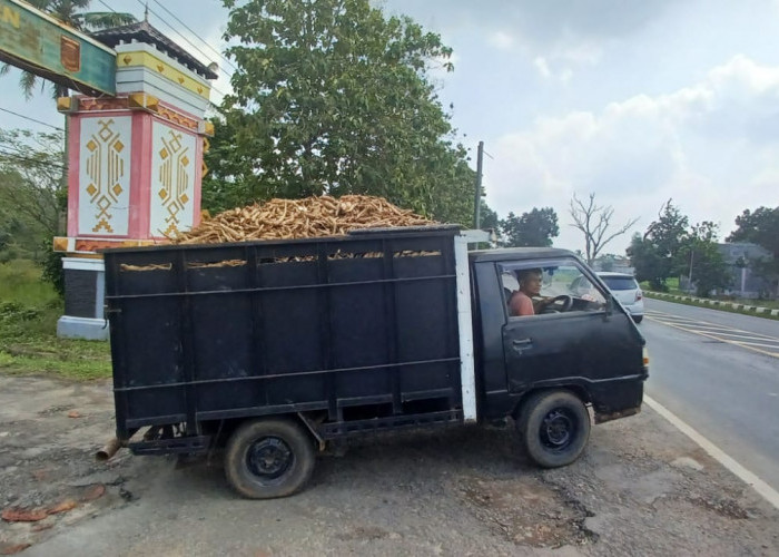 Harga Singkong Meningkat, Petani Lampumg Timur dapat Tersenyum