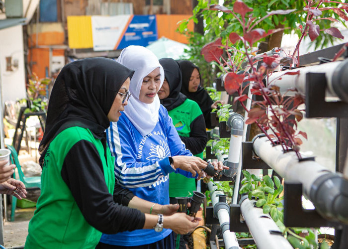 Berkat Program BRInita, Kelompok PKK Rawa Barat Sukses Budidaya Hidroponik dan Ikan Nila