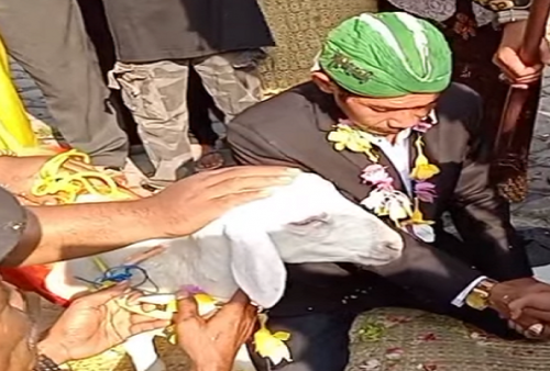 Viral Pria Nikahi Kambing di Gresik, Berikut Fakta Mengejutkannya