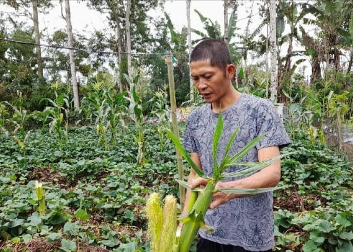 Waspada! Beruang Madu Berkeliaran, Rusak Kebun Jagung