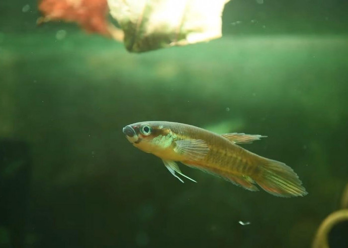 Pesona Betta Patoti, Ikan Cupang Harimau Asli Kalimantan Timur