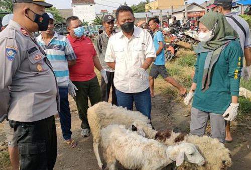 Ternak Alami Gangguan Kesehatan, Segera Lapor!