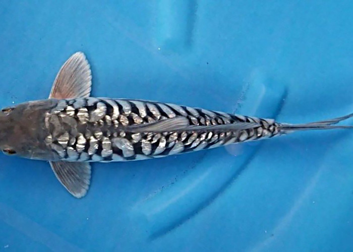 Koi Aragoke Soragoi Ring Ginrin, Ikan Eksotis Dengan Kilau Sisik Memukau 