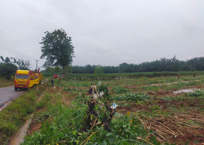 Air Meluap Banjiri Lahan Singkong, Petani Galau