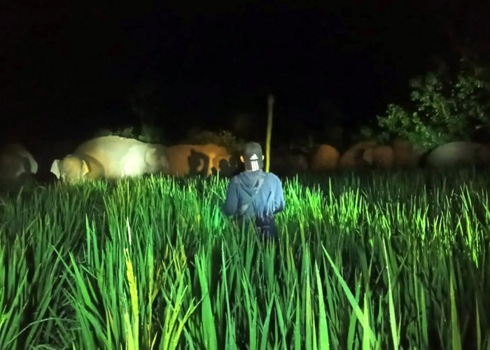 Gajah Datang, Padi Siap Panen di Lampung Barat Jadi Sasaran 
