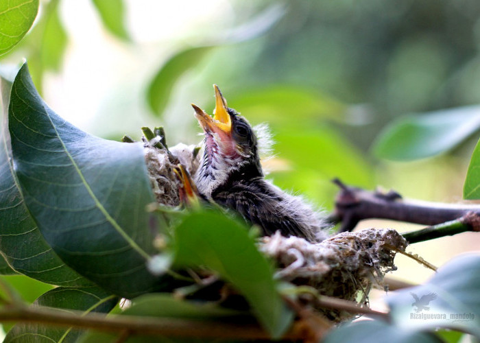 Tips Beternak Burung Kacer untuk Pemula, Dari Persiapan Sarang Hingga Makanan 
