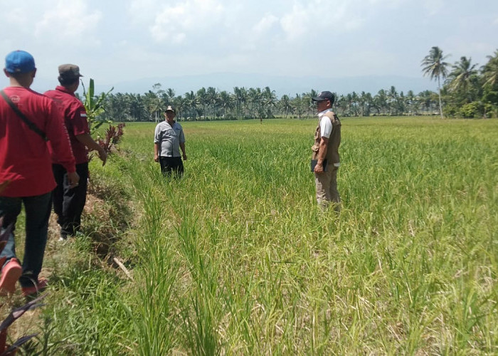 BPBD Tinjau Sawah Terdampak Kekeringan di Suoh dan BNS