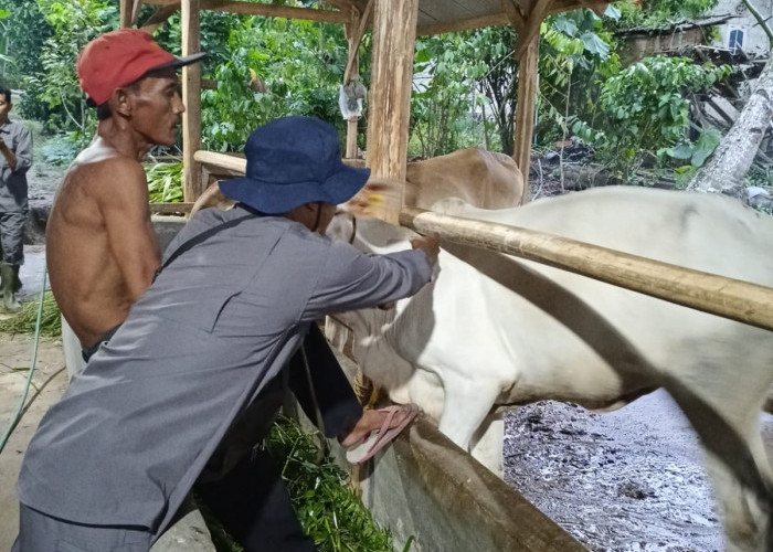 Peternak Tulang Bawang Diimbau Waspada Penyakit Kulit Berbenjol Pada Sapi dan Kerbau