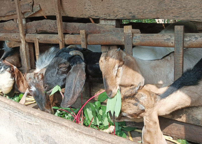 Panduan Beternak Kambing, Peternak Pemula Wajib Simak Ini